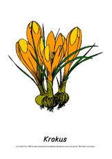 Frühlingsblüher-Tafelkarten-Krokus.pdf